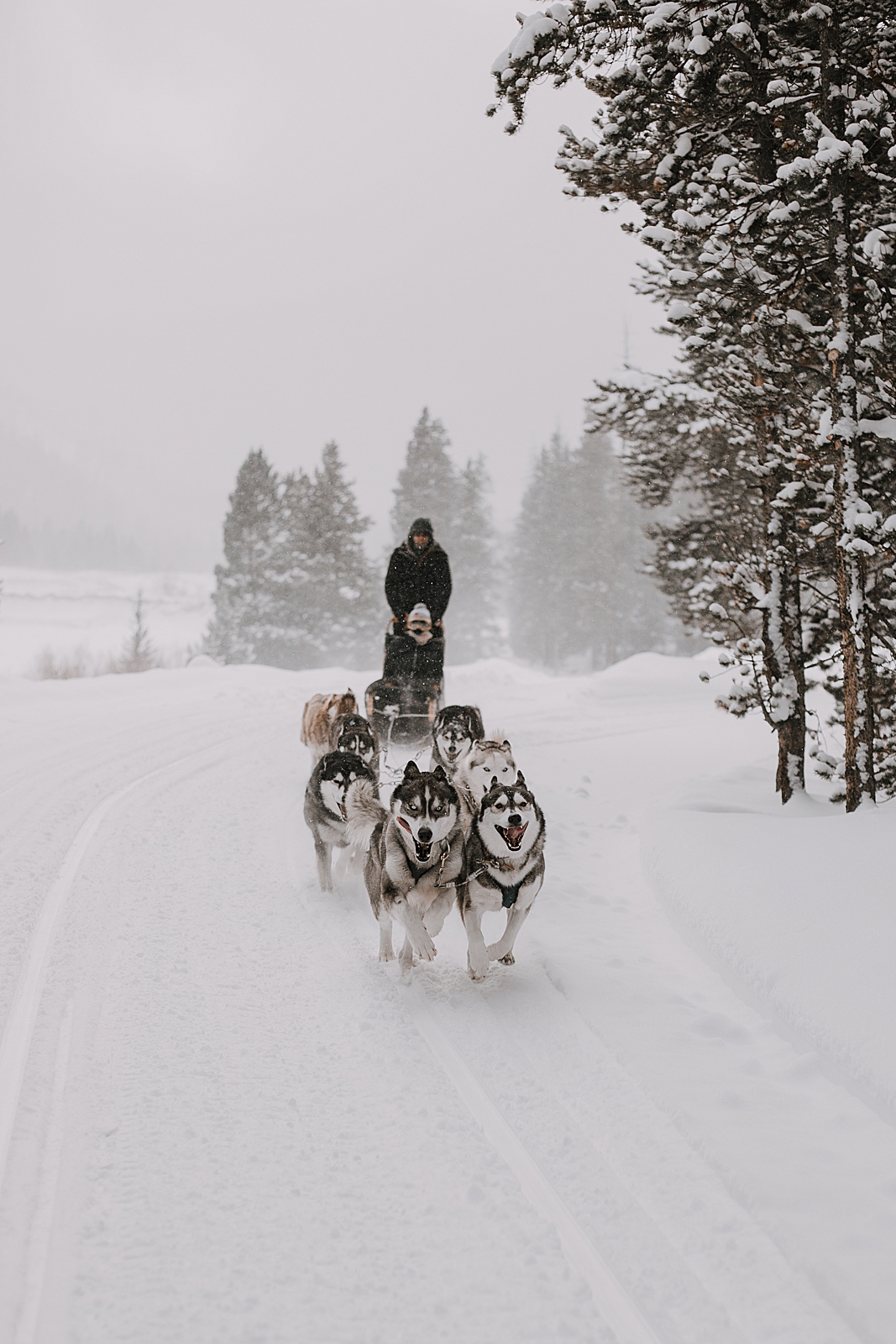 siberian husky in the snow, sled dog, dogsledding, winter, winter elopement, winter wedding, breckenridge colorado photographer, colorado dog sledding, dogsledding elopement, snowmobiling elopement 