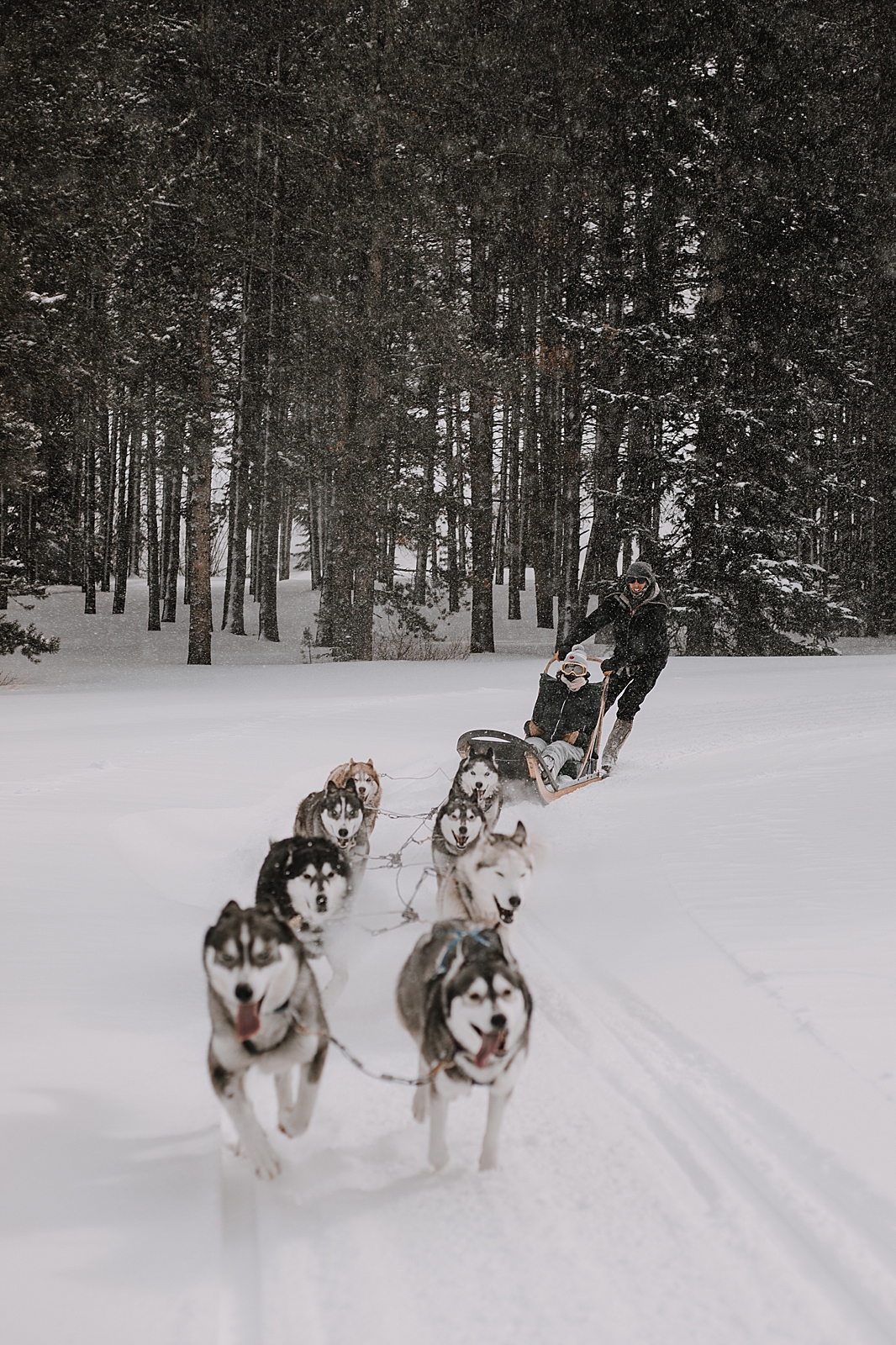 siberian husky in the snow, sled dog, dogsledding, winter, winter elopement, winter wedding, breckenridge colorado photographer, colorado dog sledding, dogsledding elopement, snowmobiling elopement 