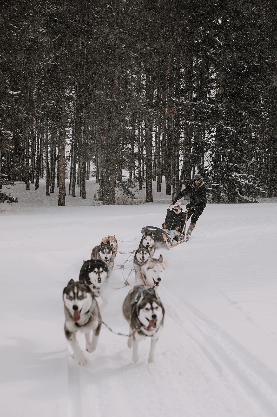 siberian husky in the snow, sled dog, dogsledding, winter, winter elopement, winter wedding, breckenridge colorado photographer, colorado dog sledding, dogsledding elopement, snowmobiling elopement