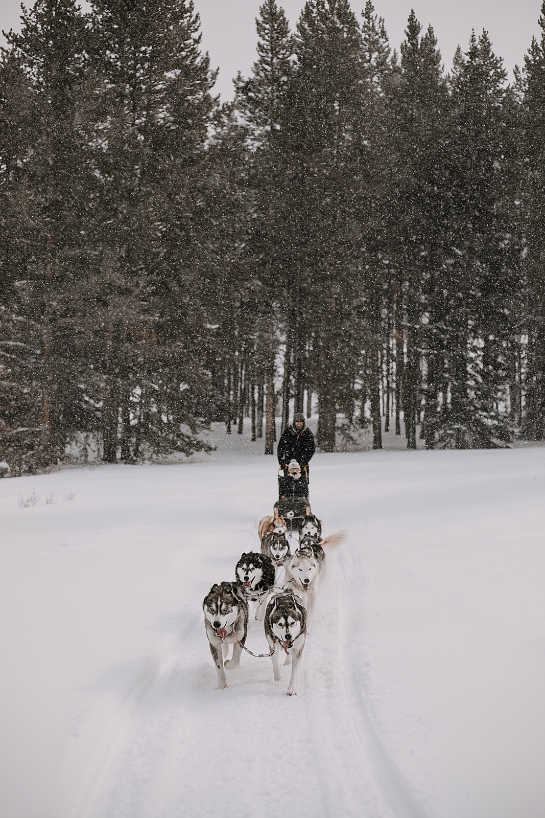 siberian husky in the snow, sled dog, dogsledding, winter, winter elopement, winter wedding, breckenridge colorado photographer, colorado dog sledding, dogsledding elopement, snowmobiling elopement 