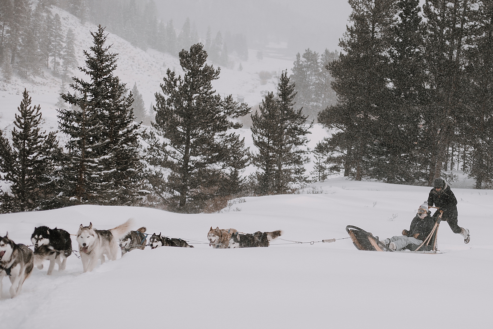 siberian husky dogsledding, sled dog, dogsledding, winter, winter elopement, winter wedding, breckenridge colorado photographer, colorado dog sledding, dogsledding elopement, snowmobiling elopement 