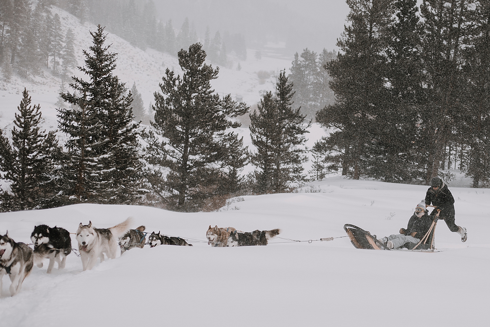 siberian husky dogsledding, sled dog, dogsledding, winter, winter elopement, winter wedding, breckenridge colorado photographer, colorado dog sledding, dogsledding elopement, snowmobiling elopement