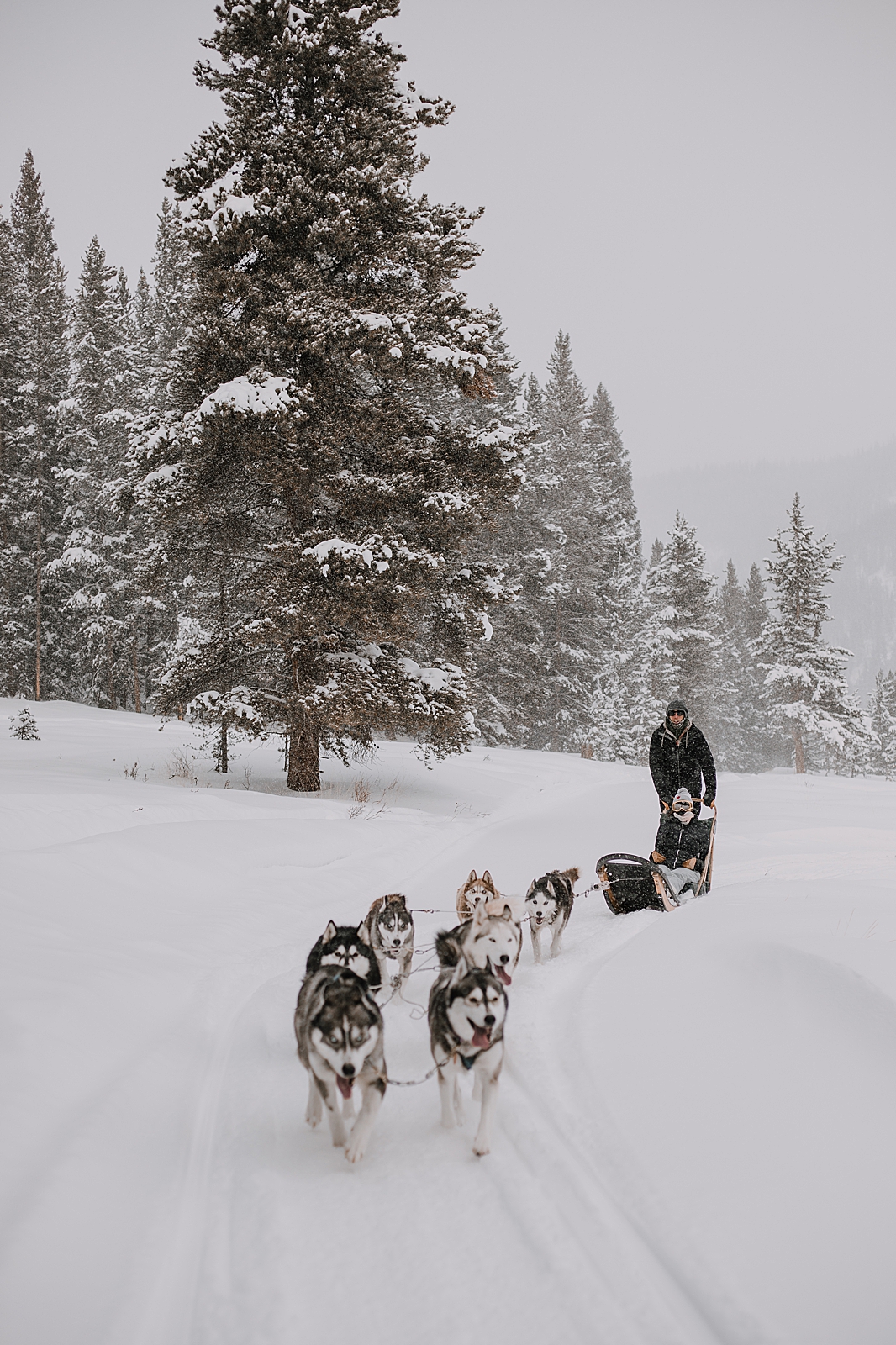 wooden dog sled, sled dog, dogsledding, winter, winter elopement, winter wedding, breckenridge colorado photographer, colorado dog sledding, alaska, dogsledding elopement, snowmobiling elopement  