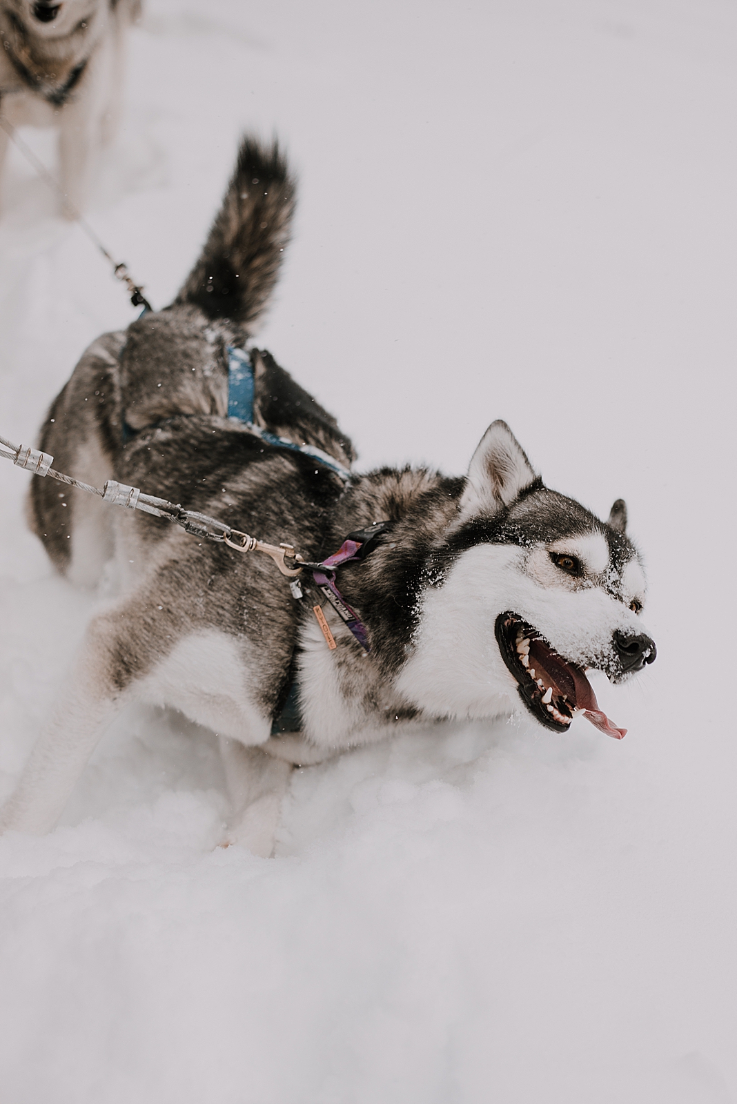 playful husky, sled dog, dogsledding, winter, winter elopement, winter wedding, breckenridge colorado photographer, colorado dog sledding, alaska, dogsledding elopement, snowmobiling elopement  