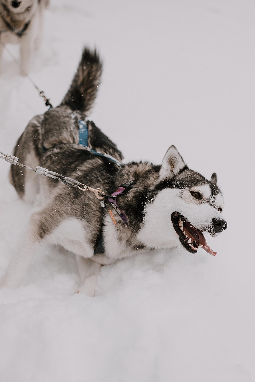 playful husky, sled dog, dogsledding, winter, winter elopement, winter wedding, breckenridge colorado photographer, colorado dog sledding, alaska, dogsledding elopement, snowmobiling elopement