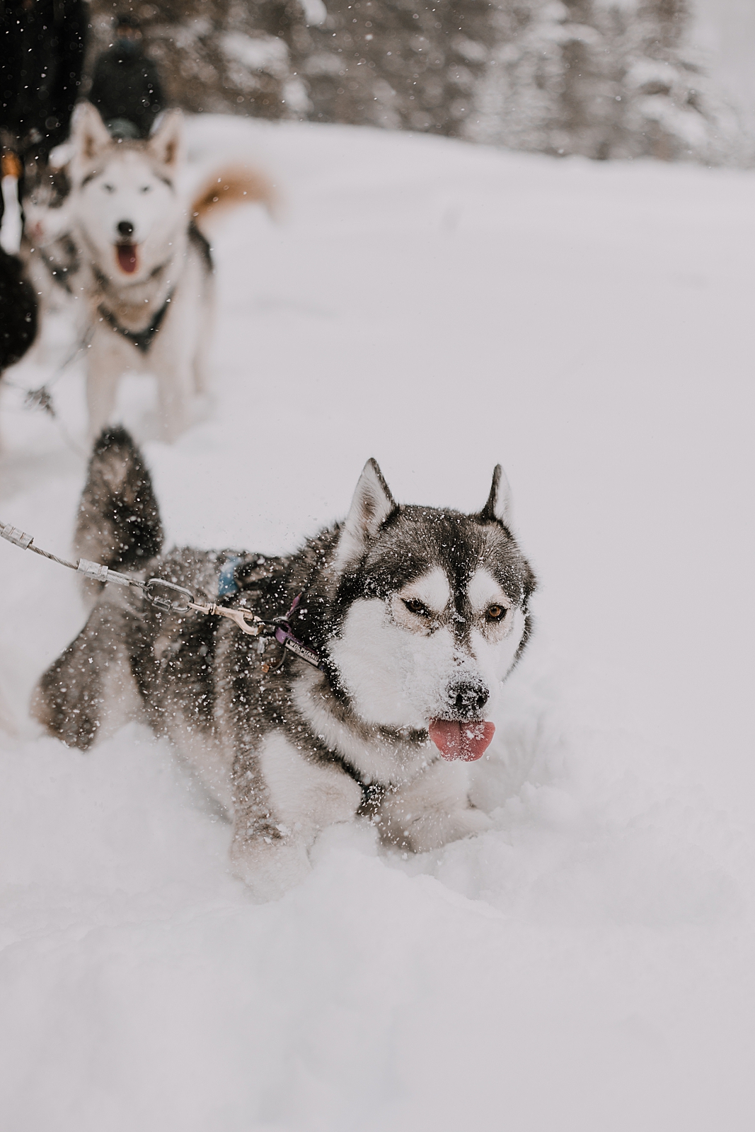 playful husky, sled dog, dogsledding, winter, winter elopement, winter wedding, breckenridge colorado photographer, colorado dog sledding, alaska, dogsledding elopement, snowmobiling elopement  