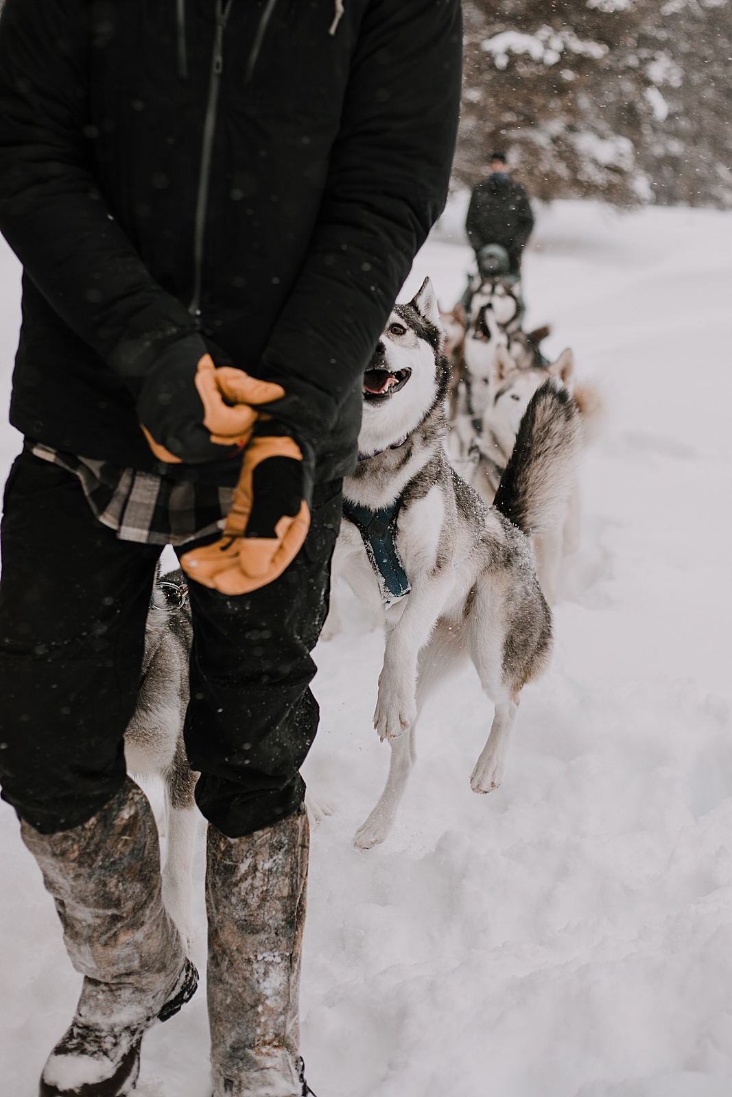 playful husky, sled dog, dogsledding, winter, winter elopement, winter wedding, breckenridge colorado photographer, colorado dog sledding, alaska, dogsledding elopement, snowmobiling elopement  