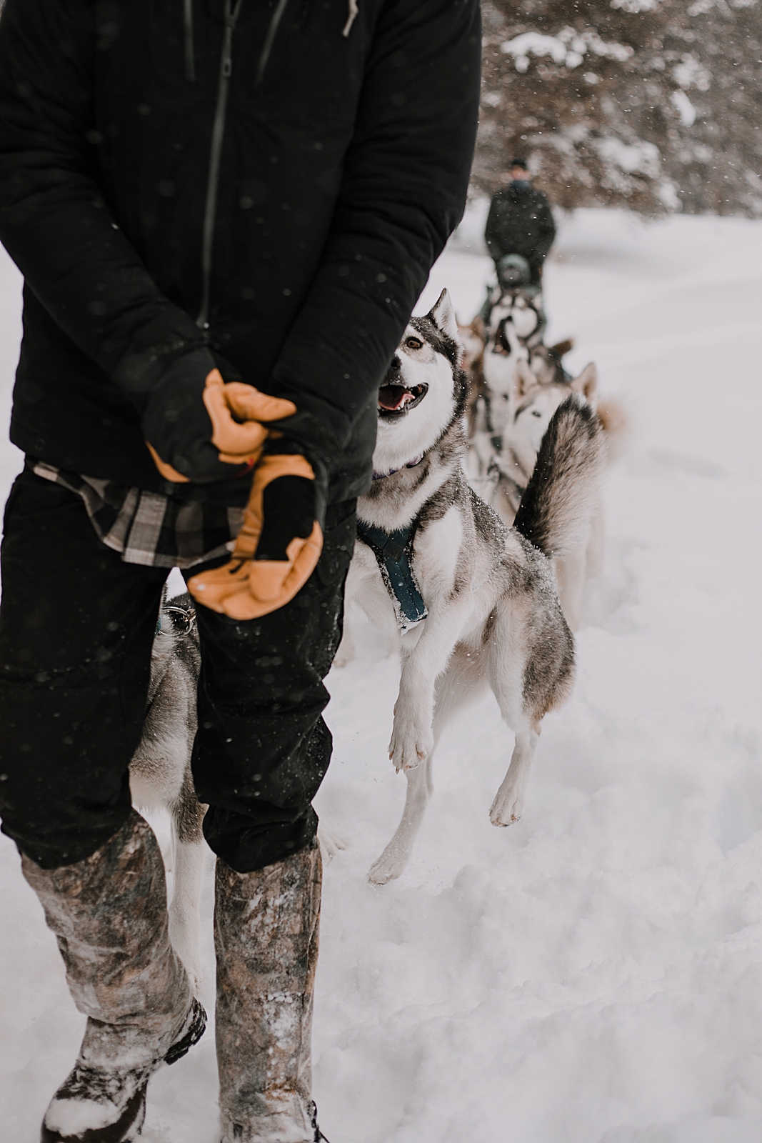 playful husky, sled dog, dogsledding, winter, winter elopement, winter wedding, breckenridge colorado photographer, colorado dog sledding, alaska, dogsledding elopement, snowmobiling elopement
