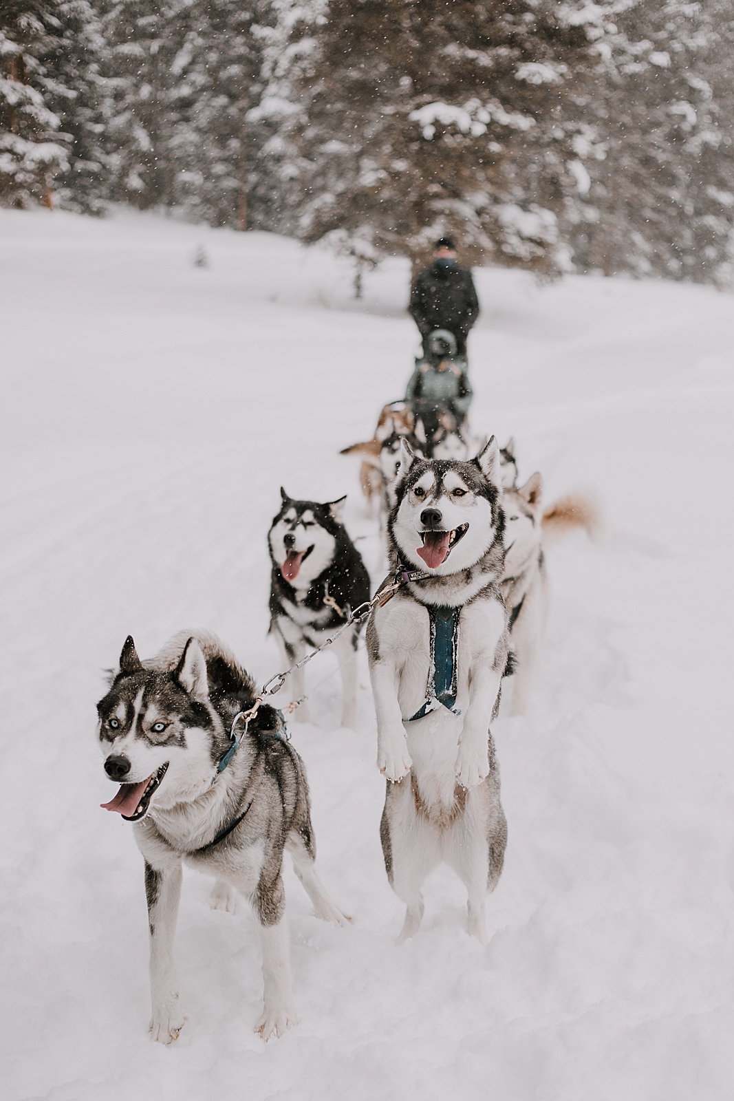 playful husky, sled dog, dogsledding, winter, winter elopement, winter wedding, breckenridge colorado photographer, colorado dog sledding, alaska, dogsledding elopement, snowmobiling elopement  