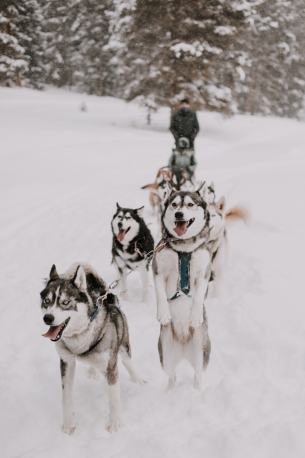playful husky, sled dog, dogsledding, winter, winter elopement, winter wedding, breckenridge colorado photographer, colorado dog sledding, alaska, dogsledding elopement, snowmobiling elopement
