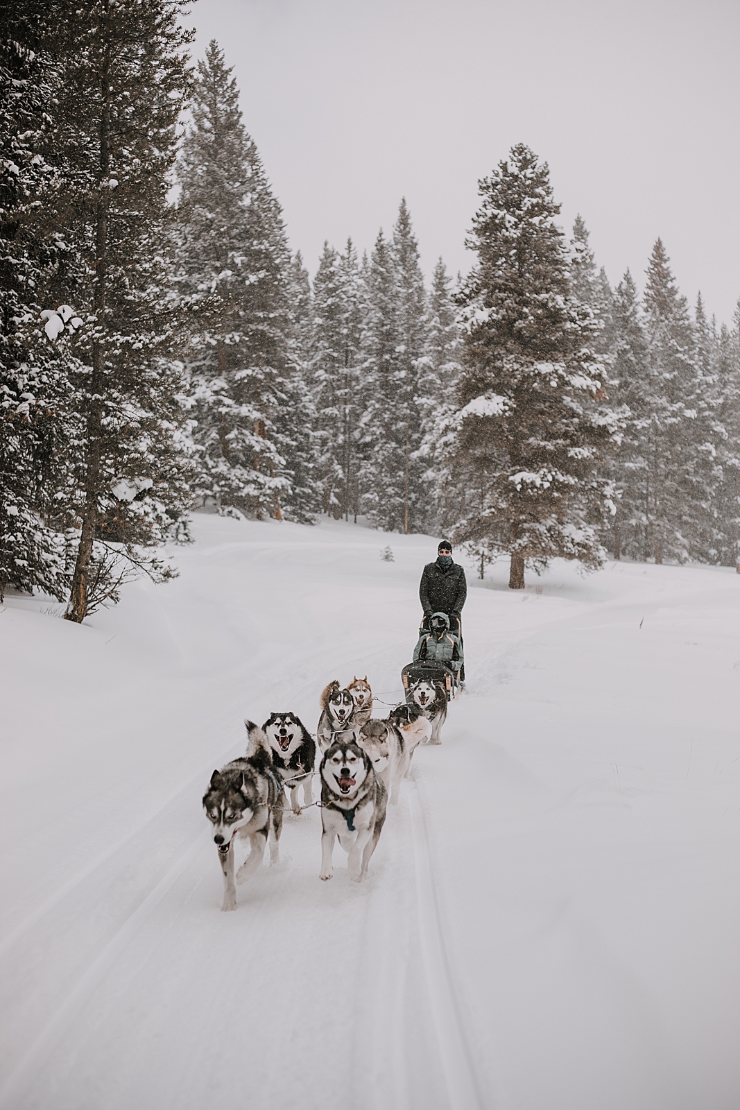 playful husky, sled dog, dogsledding, winter, winter elopement, winter wedding, breckenridge colorado photographer, colorado dog sledding, alaska, dogsledding elopement, snowmobiling elopement  