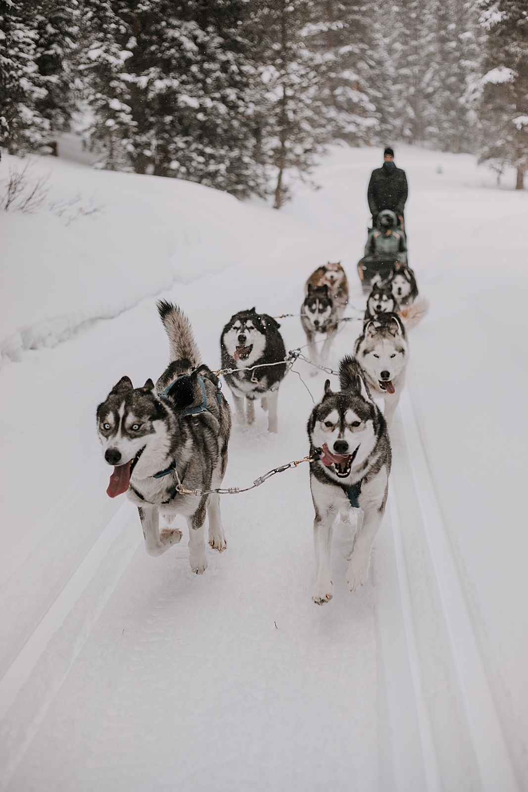 playful husky, sled dog, dogsledding, winter, winter elopement, winter wedding, breckenridge colorado photographer, colorado dog sledding, alaska, dogsledding elopement, snowmobiling elopement  