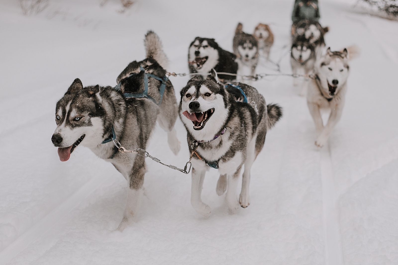 playful husky, sled dog, dogsledding, winter, winter elopement, winter wedding, breckenridge colorado photographer, colorado dog sledding, alaska, dogsledding elopement, snowmobiling elopement  