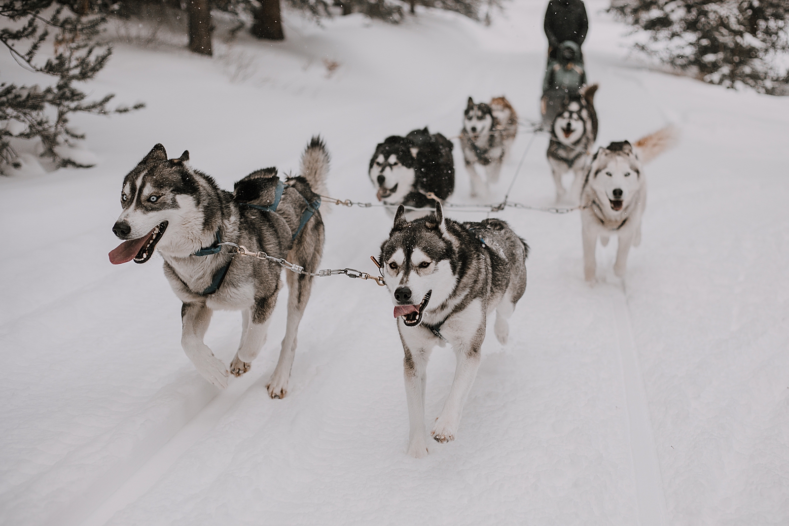 siberian husky, sled dog, dogsledding, winter, winter elopement, winter wedding, breckenridge colorado photographer, colorado dog sledding, alaska, dogsledding elopement, snowmobiling elopement