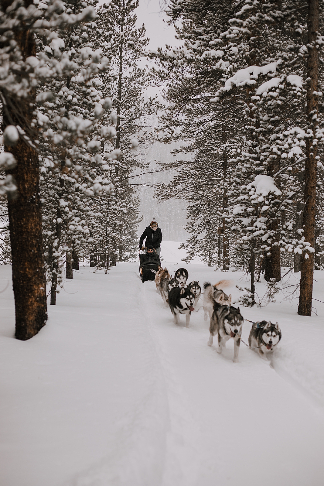 siberian husky, sled dog, dogsledding, winter, winter elopement, winter wedding, breckenridge colorado photographer, colorado dog sledding, alaska, dogsledding elopement, snowmobiling elopement  