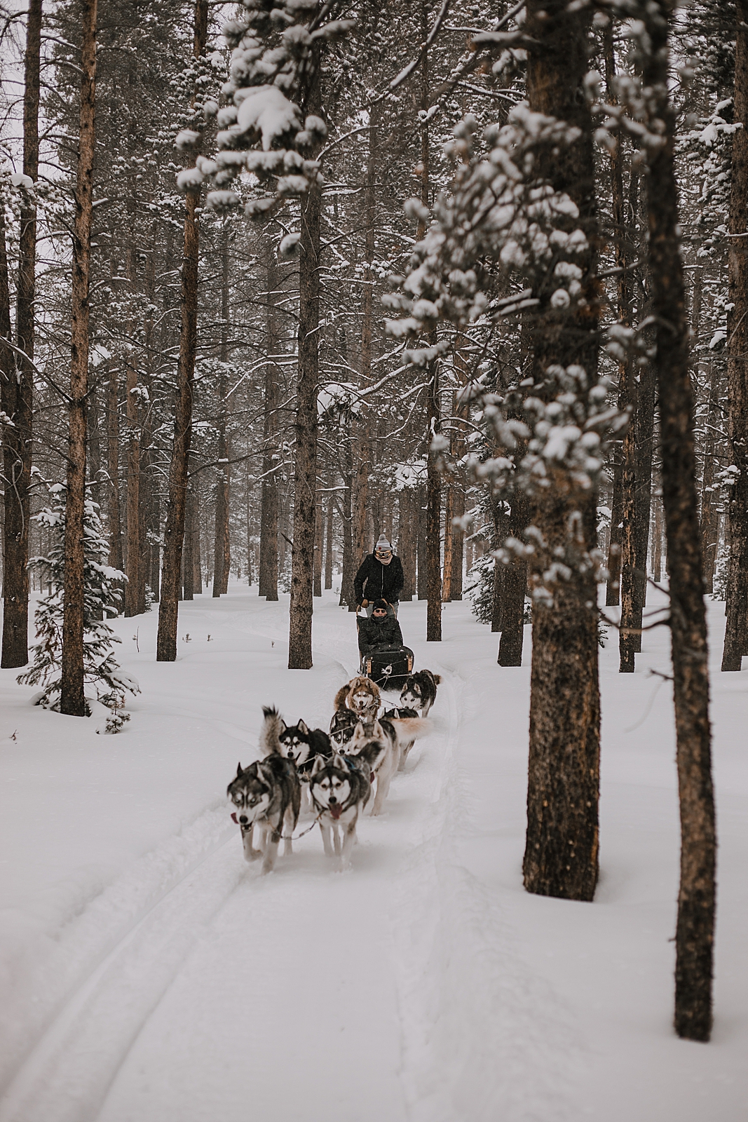 siberian husky, sled dog, dogsledding, winter, winter elopement, winter wedding, breckenridge colorado photographer, colorado dog sledding, alaska, dogsledding elopement, snowmobiling elopement  