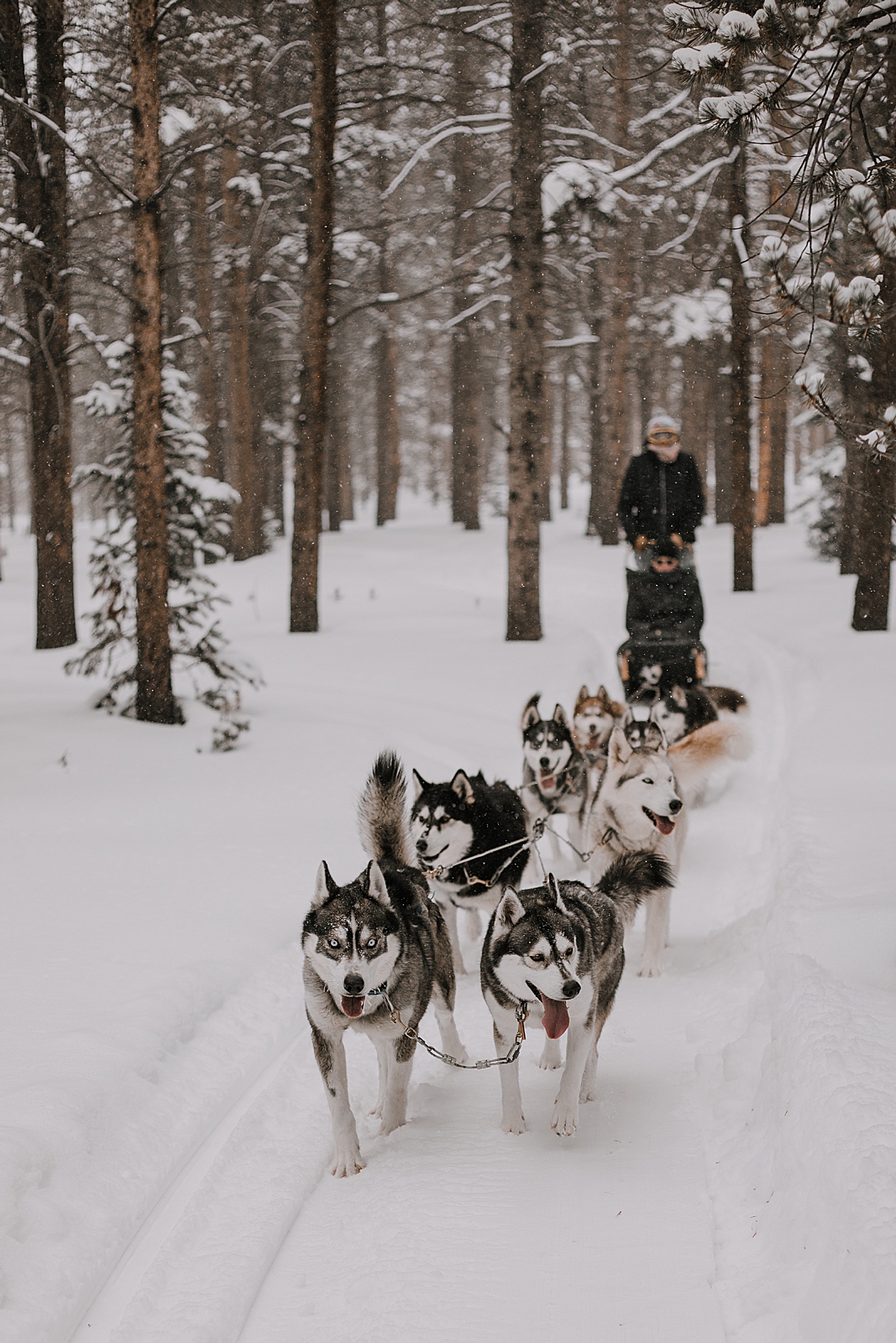 dogsledding engagement, sled dog, dogsledding, winter, winter elopement, winter wedding, breckenridge colorado photographer, colorado dog sledding, alaska, dogsledding elopement  