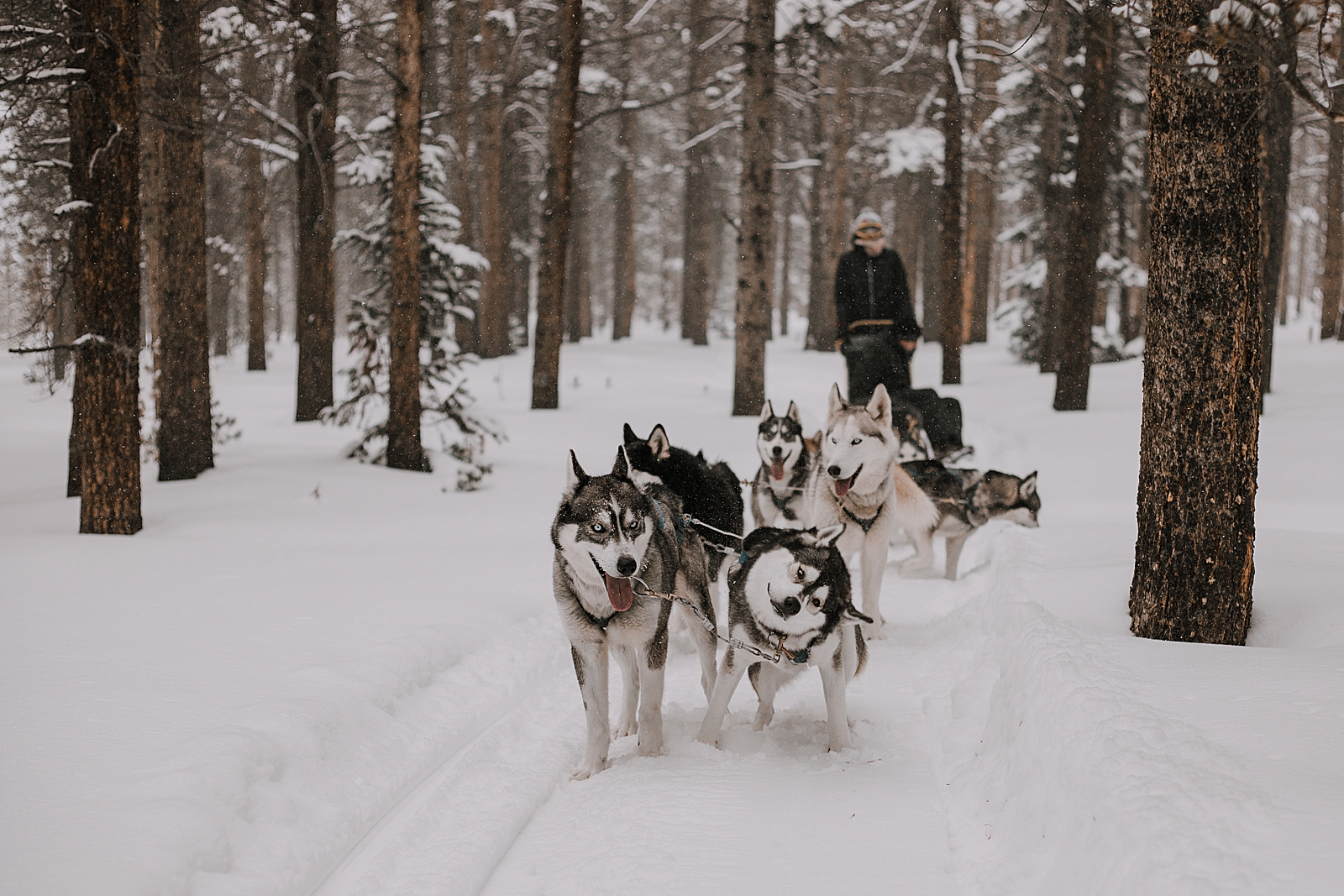 dogsledding engagement, sled dog, dogsledding, winter, winter elopement, winter wedding, breckenridge colorado photographer, colorado dog sledding, dogsledding elopement, snowmobiling elopement