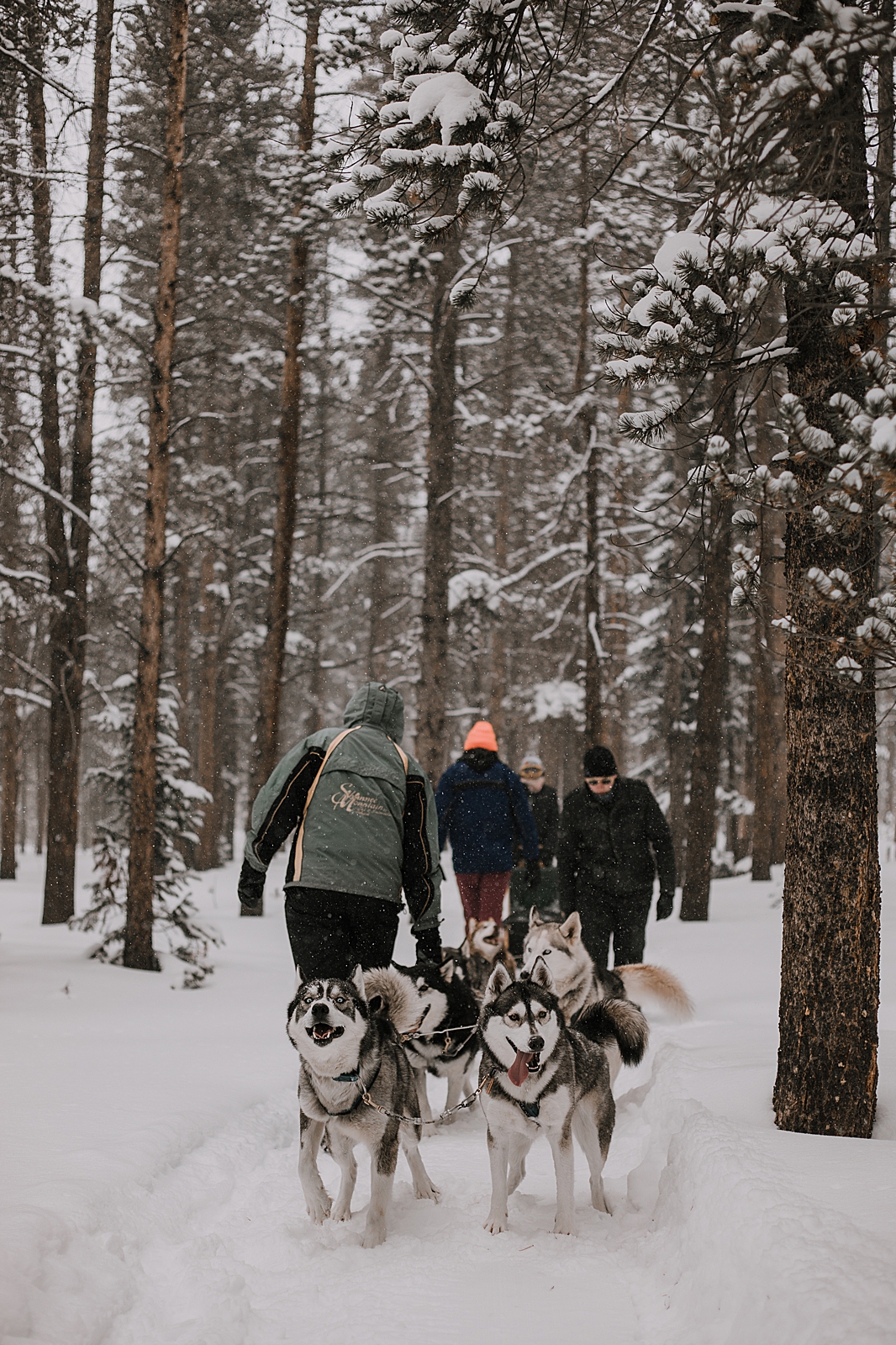 dogsledding proposal, sled dog, dogsledding, winter, winter elopement, winter wedding, breckenridge colorado photographer, colorado dog sledding, alaska elopement, snowmobiling elopement