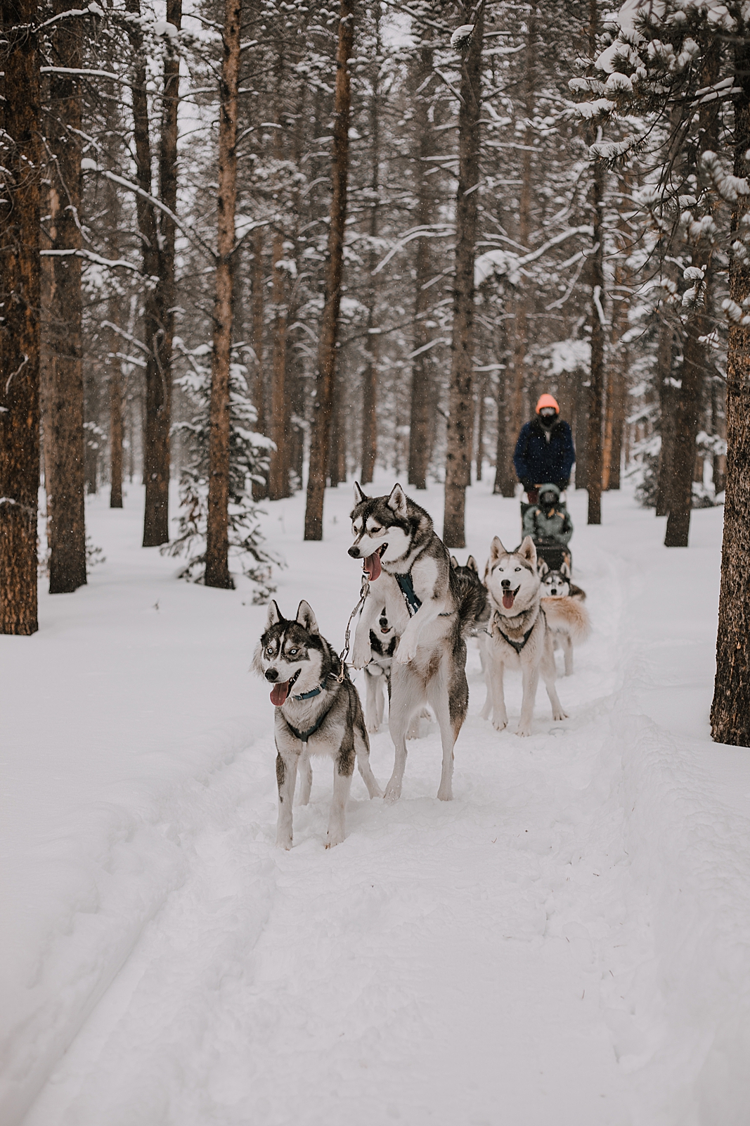 dogsledding proposal, sled dog, dogsledding, winter, winter elopement, winter wedding, breckenridge colorado photographer, colorado dog sledding, alaska  elopement, snowmobiling elopement 