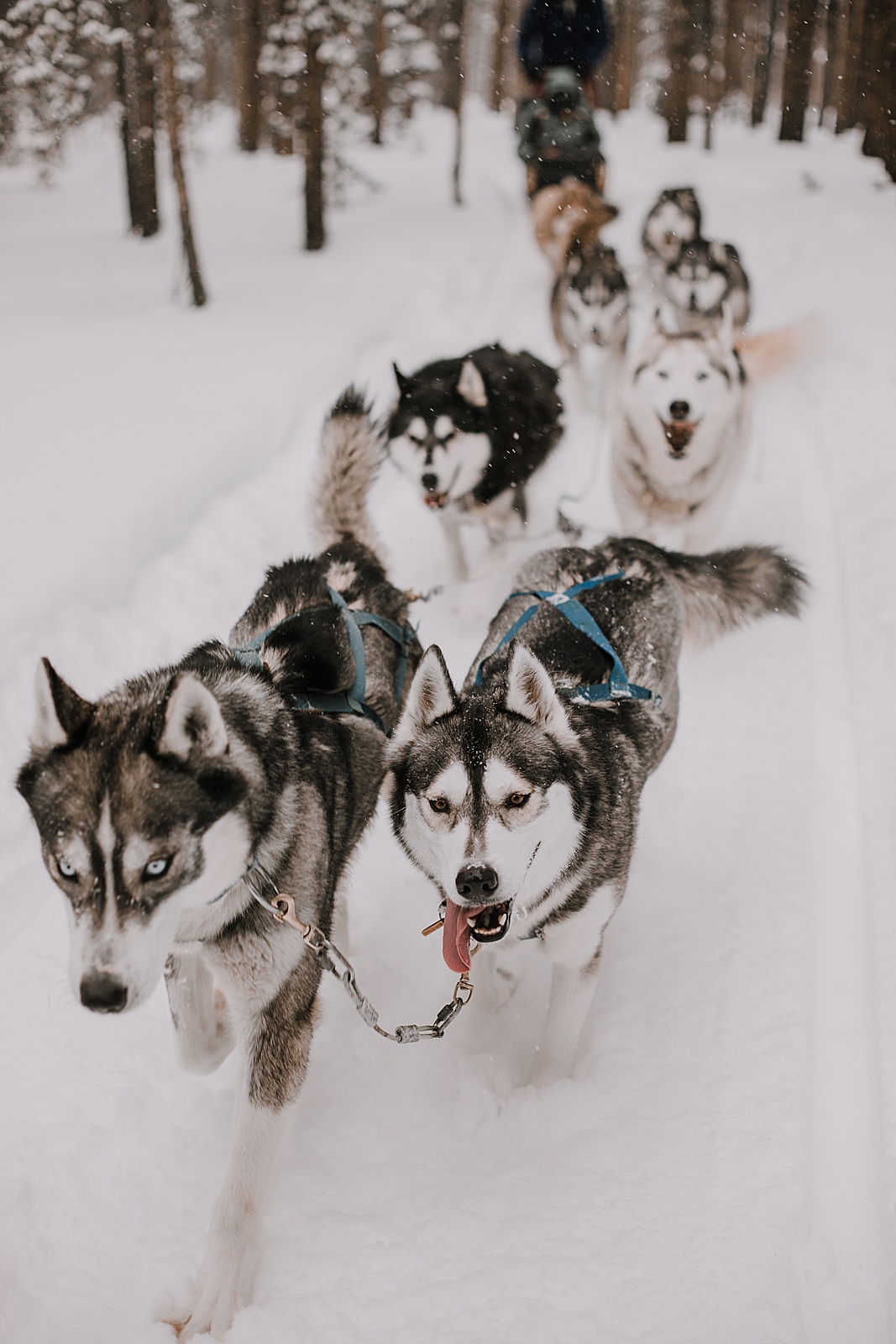 dogsledding proposal, sled dog, dogsledding, winter, winter elopement, winter wedding, breckenridge colorado photographer, colorado dog sledding, alaska  elopement, snowmobiling elopement 