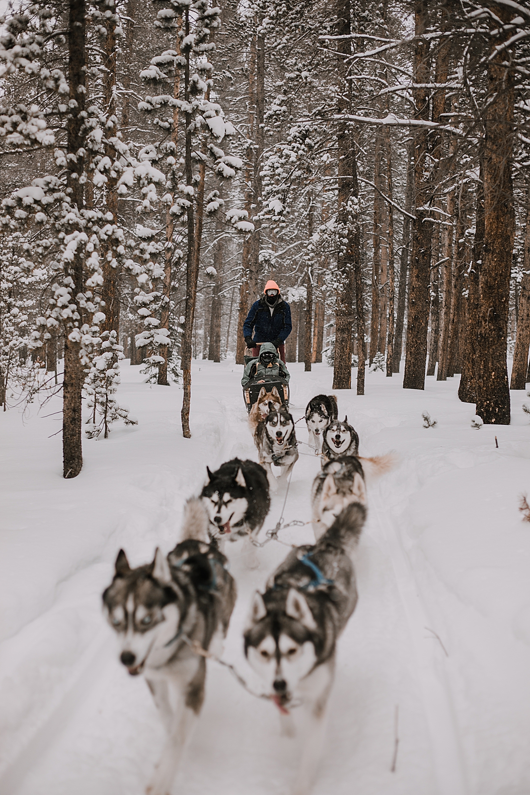 dogsledding proposal, sled dog, dogsledding, winter, winter elopement, winter wedding, breckenridge colorado photographer, colorado dog sledding, alaska  elopement, snowmobiling elopement 