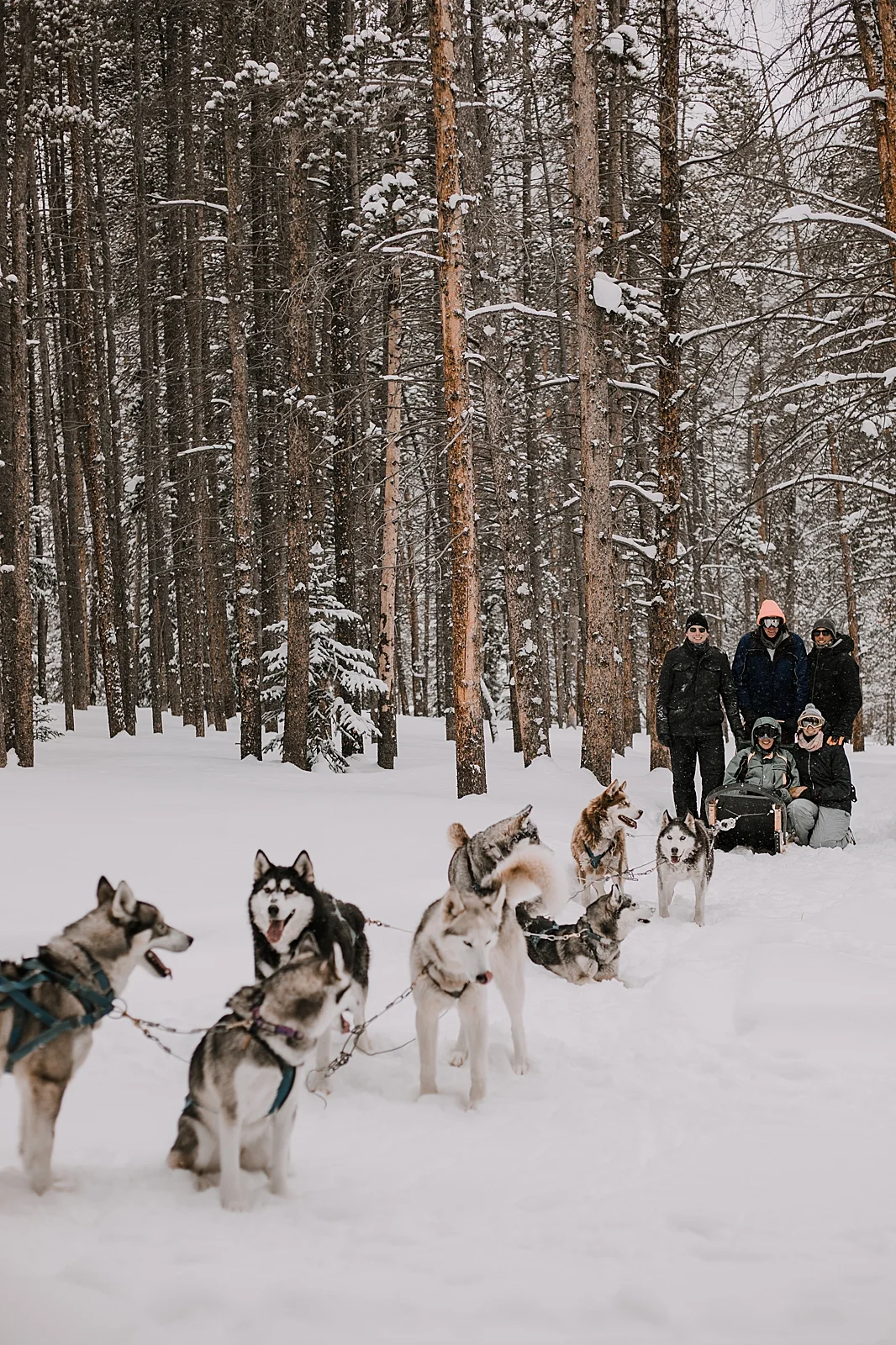 Kyote The Lead Dog An Escapade With Friends Dogsledding At
