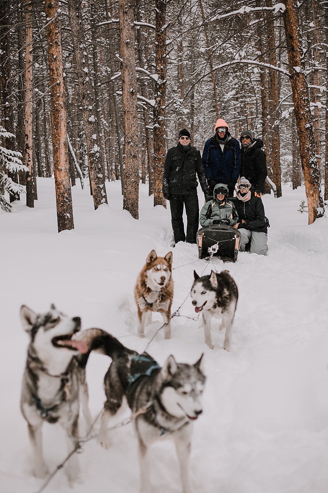 dogsledding proposal, sled dog, dogsledding, winter, winter elopement, winter wedding, breckenridge colorado photographer, colorado dog sledding, alaska  elopement, snowmobiling elopement 