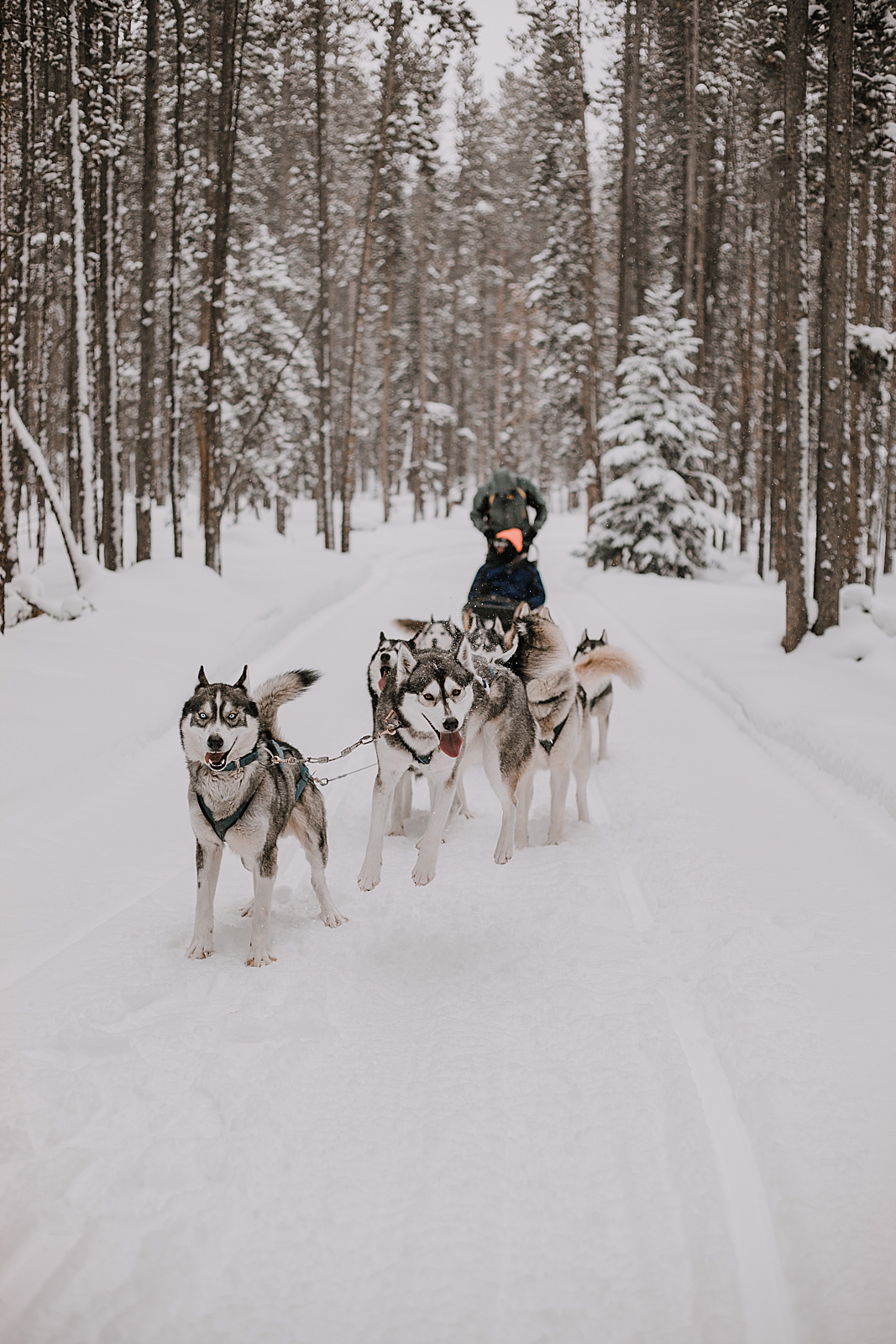 siberian husky jumping, sled dog, dogsledding, winter, winter elopement, winter wedding, breckenridge colorado photographer, colorado dog sledding, alaska elopement, snowmobiling elopement