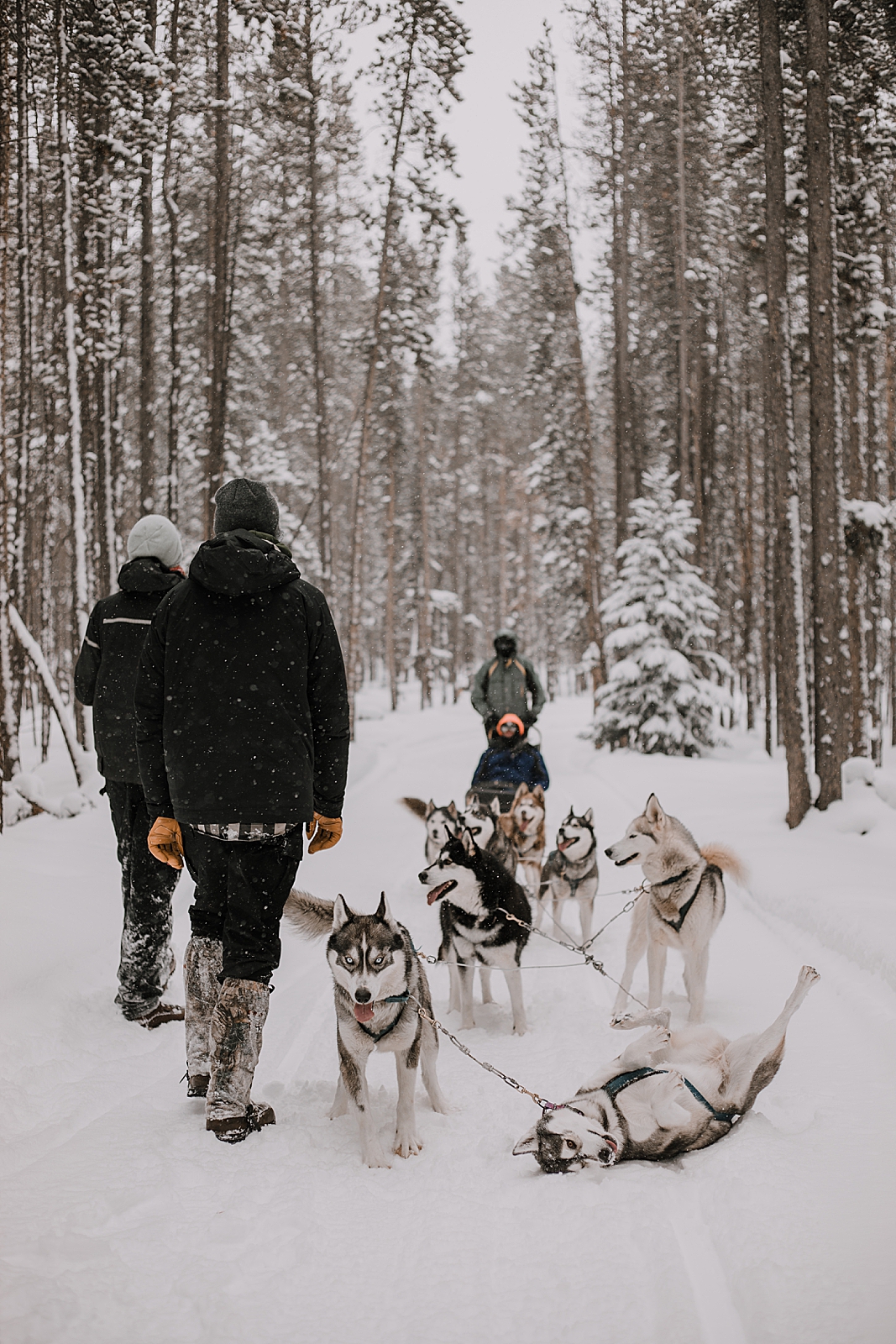 alaskan flat tire, sled dog, dogsledding, winter, winter elopement, winter wedding, breckenridge colorado photographer, colorado dog sledding, alaska  elopement, snowmobiling elopement 