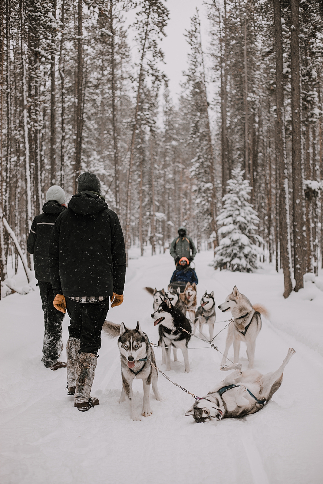 alaskan flat tire, sled dog, dogsledding, winter, winter elopement, winter wedding, breckenridge colorado photographer, colorado dog sledding, alaska elopement, snowmobiling elopement