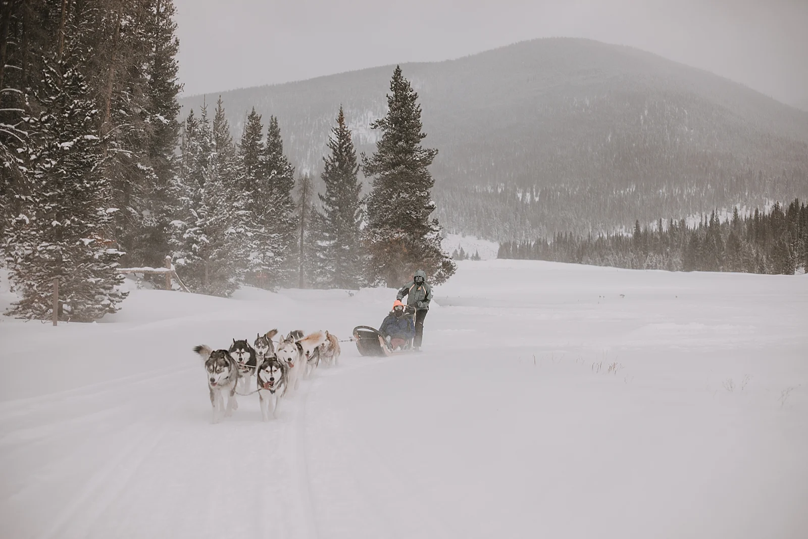 Kyote The Lead Dog An Escapade With Friends Dogsledding At