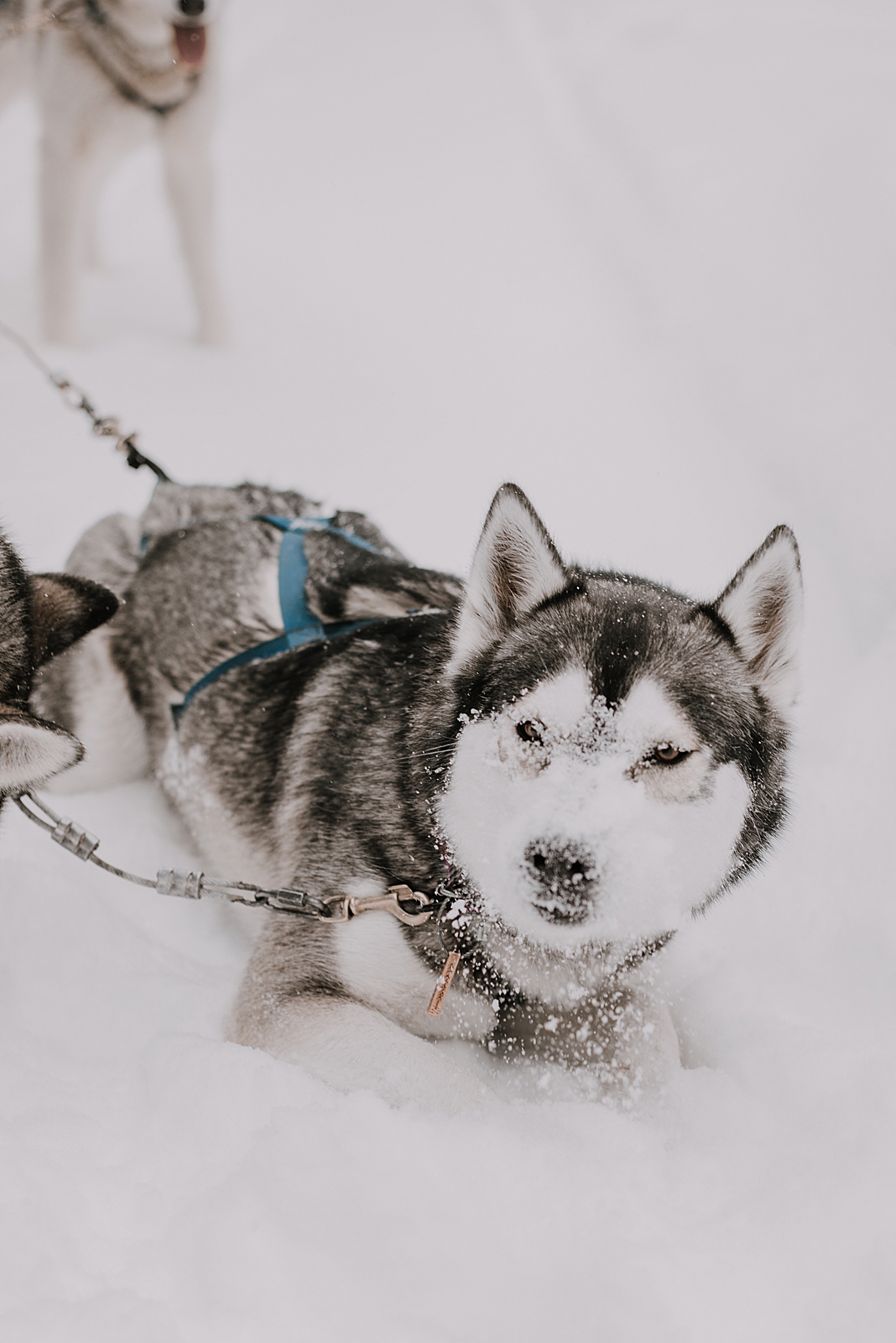 siberian husky, sled dog, dogsledding, winter, winter elopement, winter wedding, breckenridge colorado photographer, colorado dog sledding, alaska, dogsledding elopement, snowmobiling elopement  