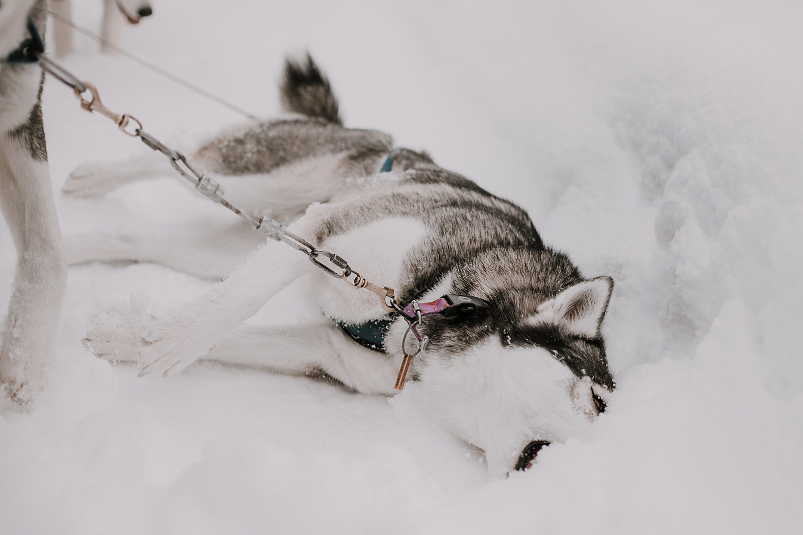 siberian husky, sled dog, dogsledding, winter, winter elopement, winter wedding, breckenridge colorado photographer, colorado dog sledding, alaska, dogsledding elopement, snowmobiling elopement  