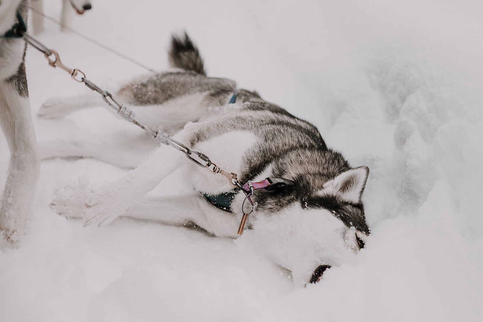 siberian husky, sled dog, dogsledding, winter, winter elopement, winter wedding, breckenridge colorado photographer, colorado dog sledding, alaska, dogsledding elopement, snowmobiling elopement