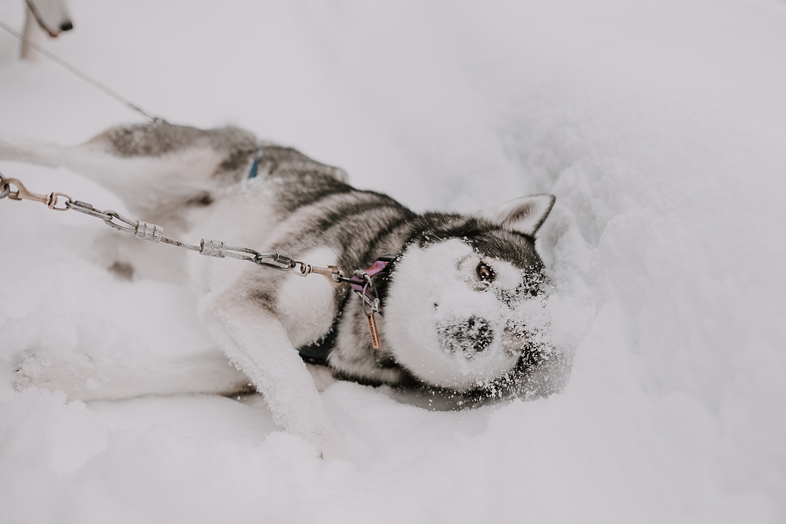 siberian husky, sled dog, dogsledding, winter, winter elopement, winter wedding, breckenridge colorado photographer, colorado dog sledding, alaska, dogsledding elopement, snowmobiling elopement