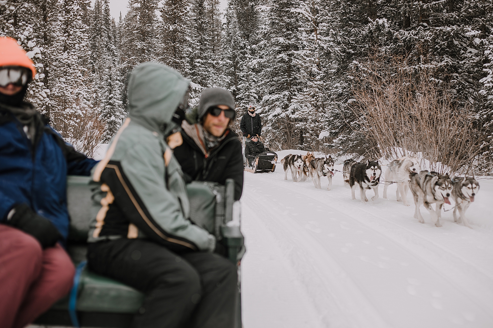 siberian husky, sled dog, dogsledding, winter, winter elopement, winter wedding, breckenridge colorado photographer, colorado dog sledding, alaska  elopement, snowmobiling elopement 