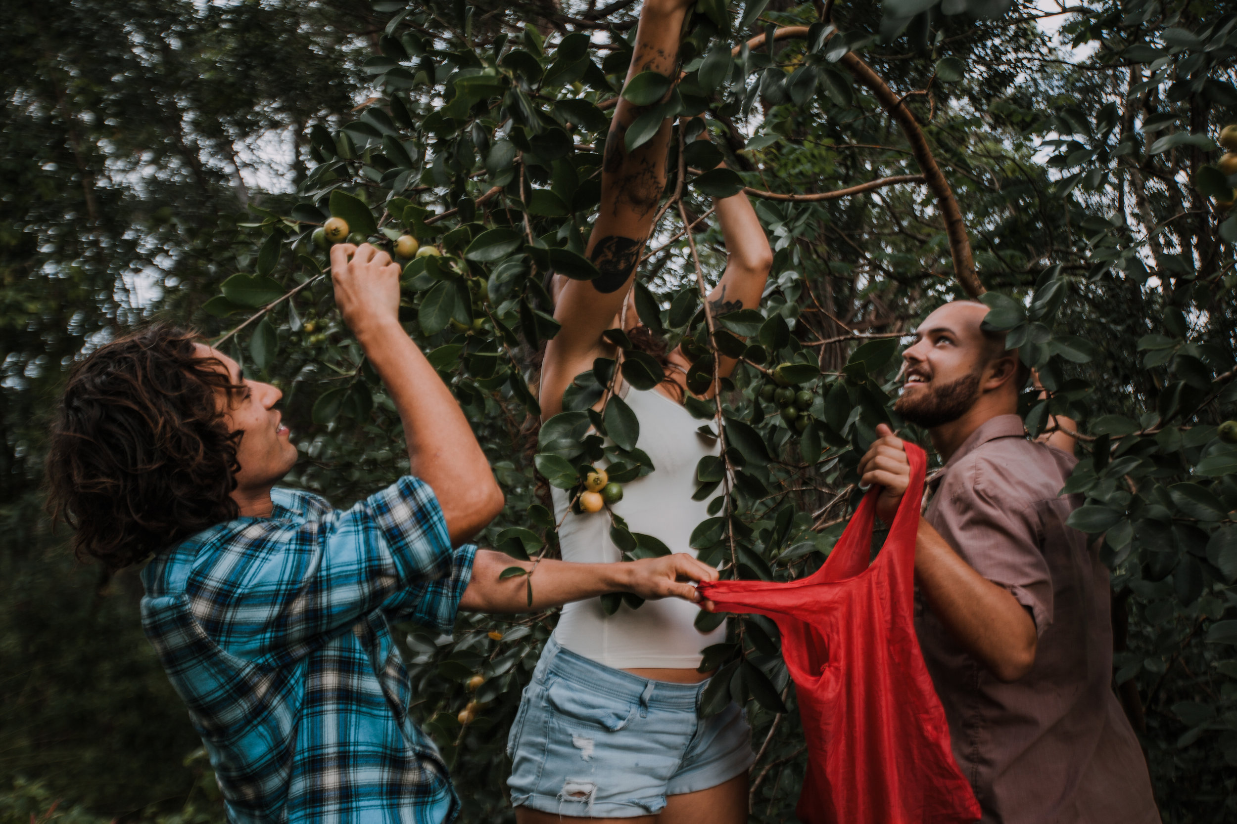 picking fruit in hawaii, roadside fruit in maui, island hiking, road to hana, hawaii wedding photographer, hawaii elopement photographer, maui wedding, maui engagements, maui elopement