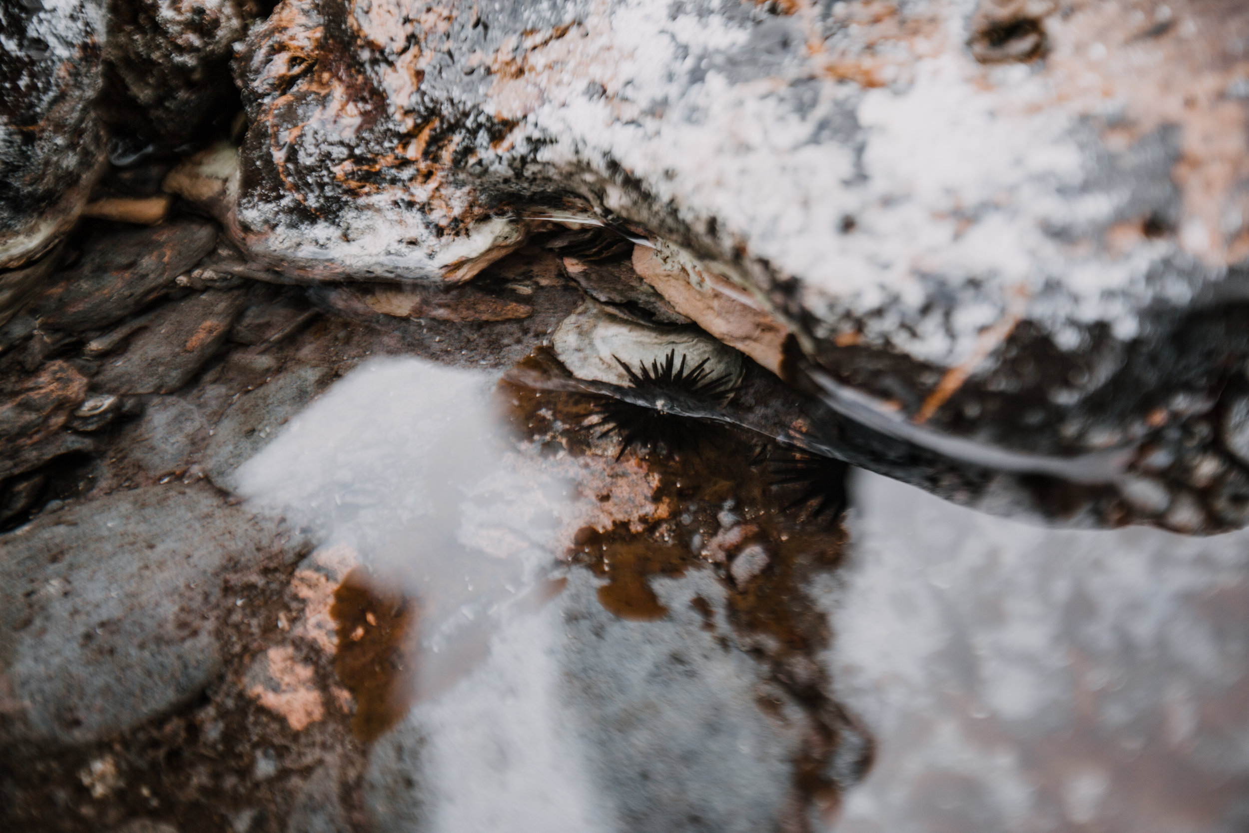 sea urchin on kaupo beach, hawaiian volcanic eruption, lava rock, haleakala national park, hawaii wedding photographer, hawaii elopement photographer, maui wedding, maui engagements, maui elopement