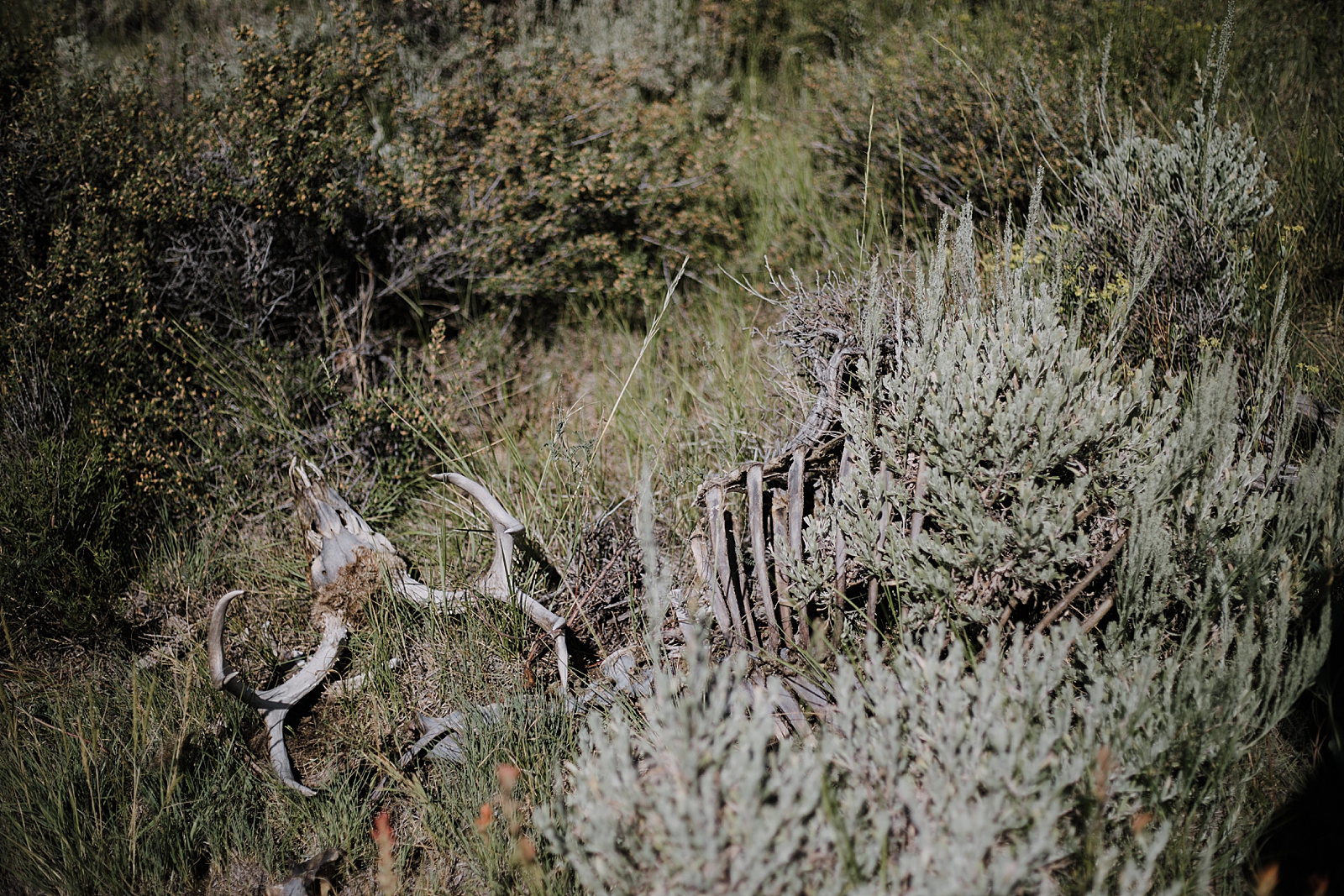 deer skull, RMNP elopement ceremony, rocky mountain national park elopement, 3M curves elopement, self solemnizing, self solemnization, long's peak, summer elopement, estes park elopement