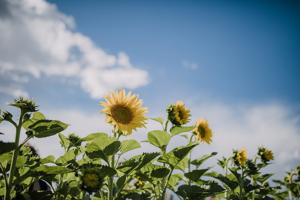 sunflowers at backyard wedding, mt hood elopement, mt hood national forest, smith rock state park wedding, smith rock state park hiking elopement, terrebonne oregon backyard wedding