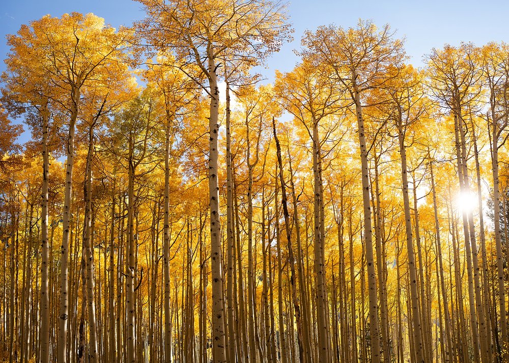 southern colorado's golden fall aspen trees, ames colorado elopement, ames colorado mountain elopement, ames colorado waterfall elopement, ophir colorado elopement, ophir pass elopement