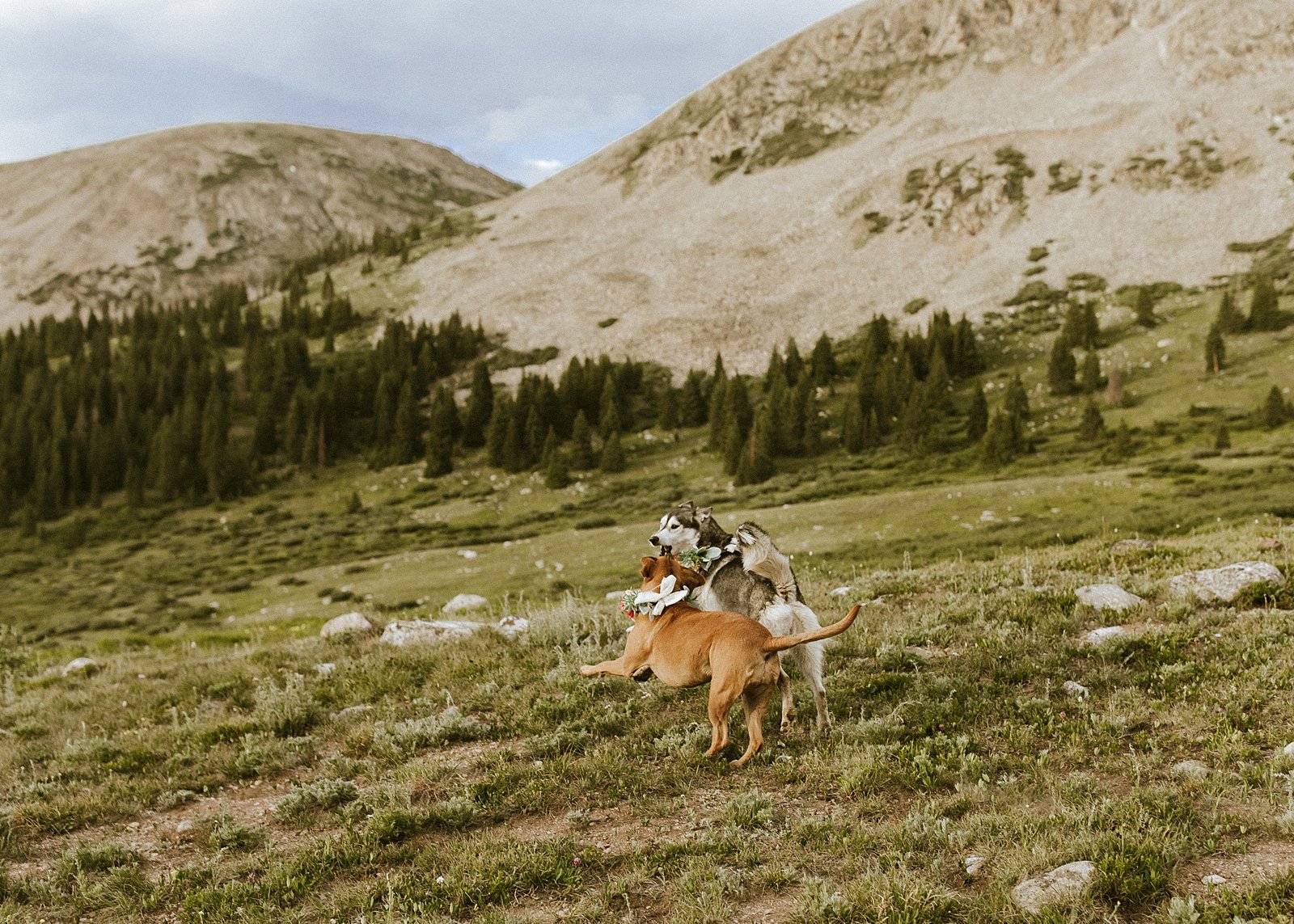 dogs playing in alpine valley, homemade wedding floral dog collar, mayflower gulch hiking elopement, colorado mining camp elopement, summer wildflower elopement