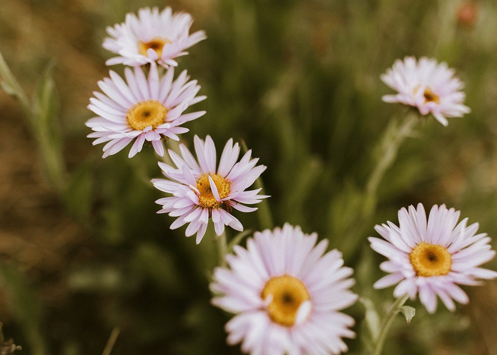 alpine daisy plants, mayflower gulch elopement, mayflower gulch wildflowers, mayflower gulch mining cabins, leadville colorado elopement, leadville colorado mountain elopement