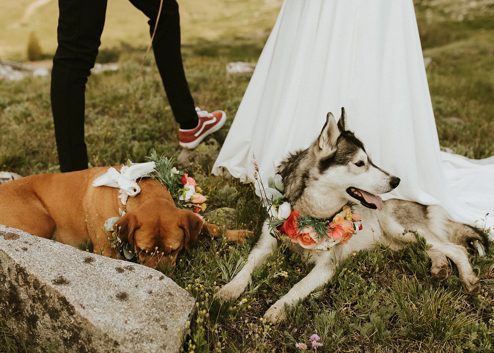 dogs sitting for elopement ceremony, homemade wedding floral dog collar, mayflower gulch hiking elopement, colorado mining camp elopement, summer wildflower elopement