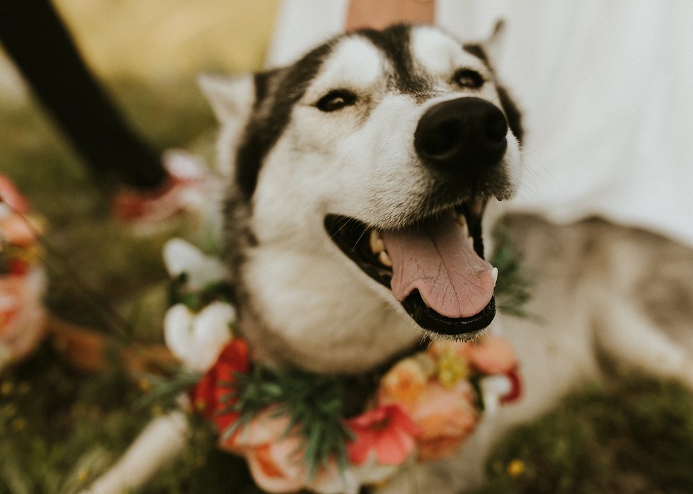 dogs signing marriage license, homemade wedding floral dog collar, mayflower gulch hiking elopement, colorado mining camp elopement, summer wildflower elopement