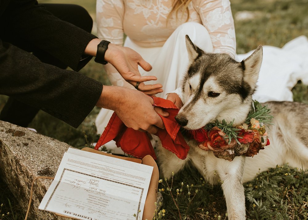 dog signing marriage license in colorado, self solemnizing ceremony in colorado, quandary mountain self solemnizing ceremony, tenmile range wedding 