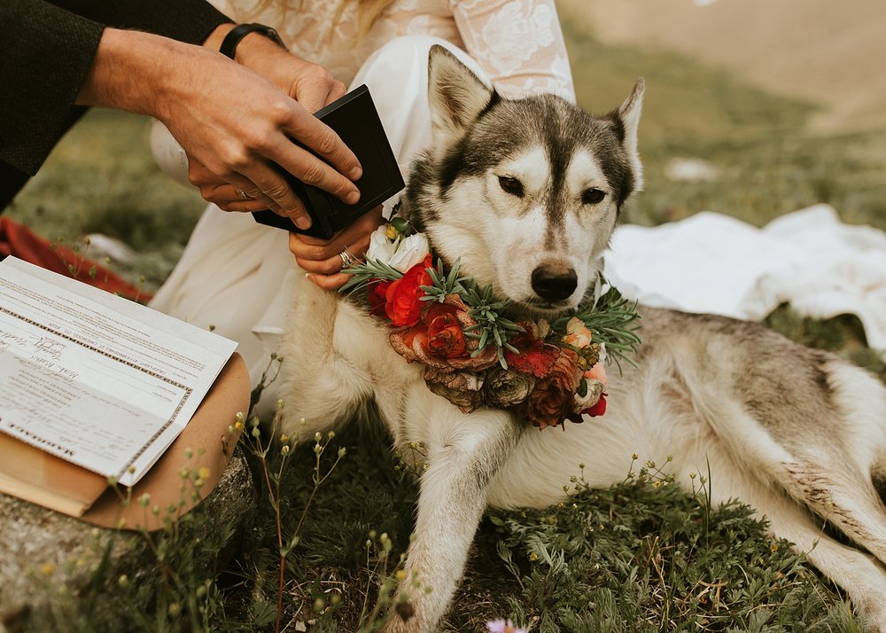 dog signing marriage license in colorado, self solemnizing ceremony in colorado, quandary mountain self solemnizing ceremony, tenmile range wedding 