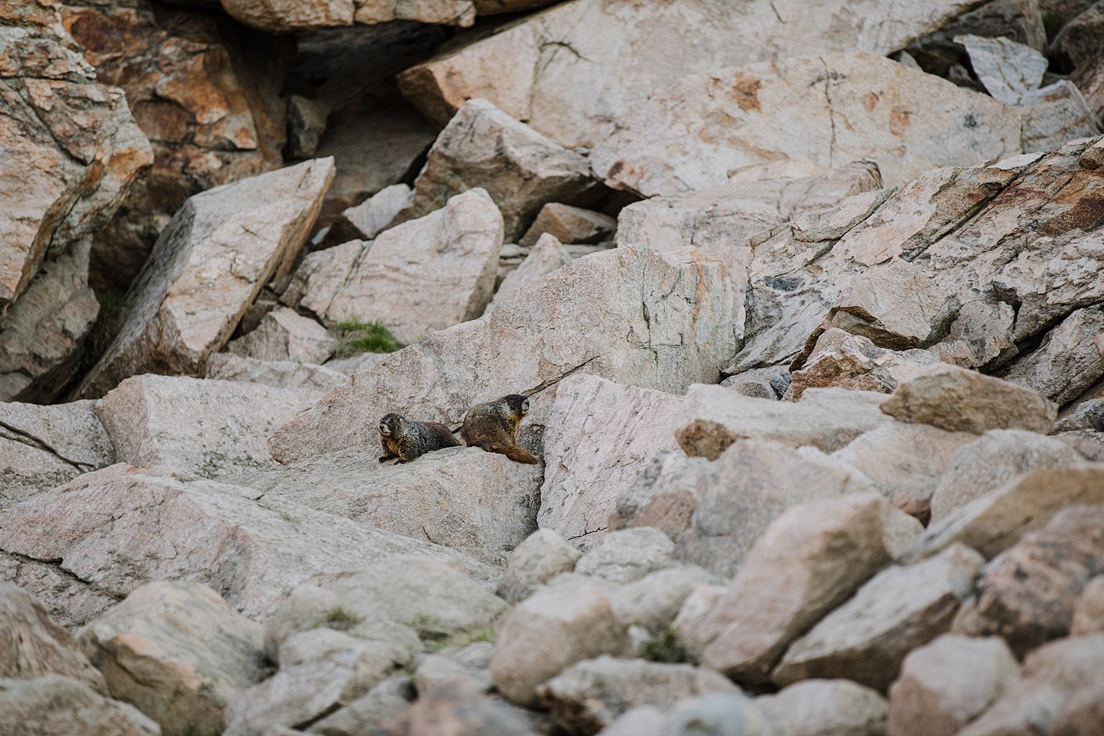 marmots squeaking, marmots standing on rock, marmots high in the colorado rocky mountains, marmots interrupting elopement, marmots near alpine lake, marmots in the mountains