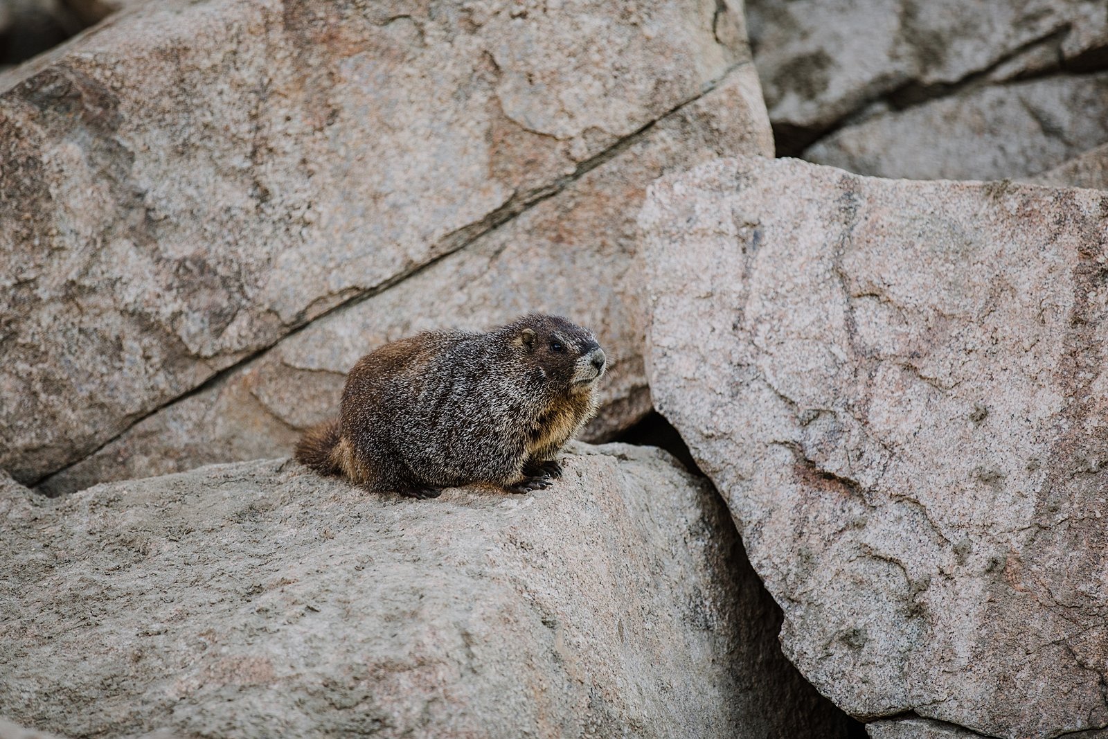 marmot standing on rock, marmots high in the colorado rocky mountains, marmot interrupting elopement, marmot near alpine lake, marmot in the mountains, marmot squeaking